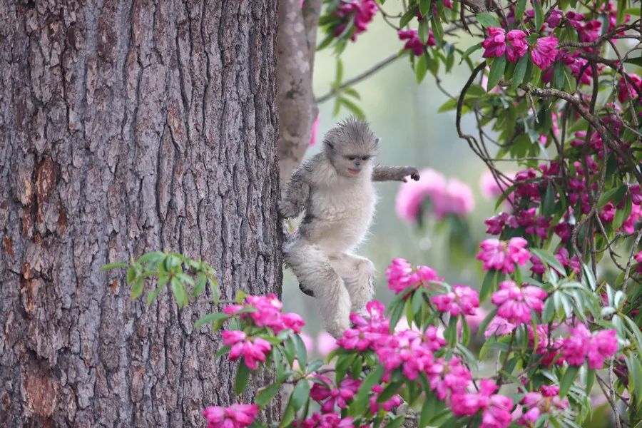 A baby monkey leaps between tree branches.