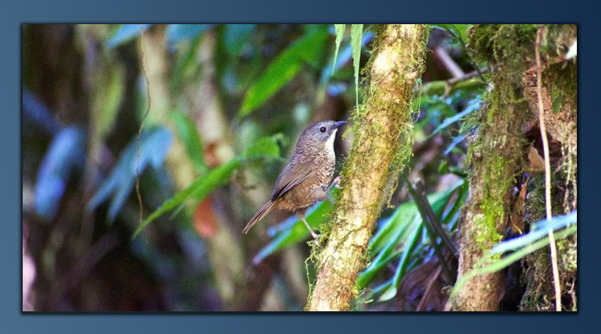 A new song bird discovered in Himalayas